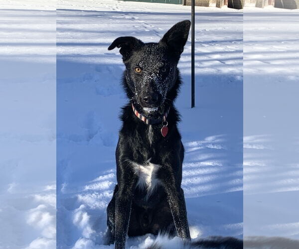 Medium Photo #1 Australian Shepherd-Unknown Mix Puppy For Sale in Minneapolis, MN, USA