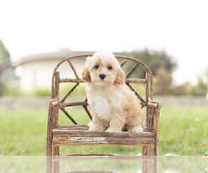 Medium Maltipoo