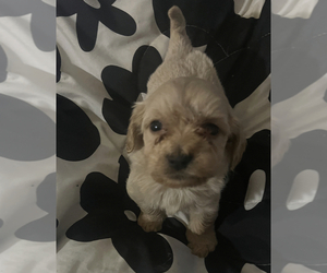Maltipoo (Miniature) Puppy for sale in VENETA, OR, USA