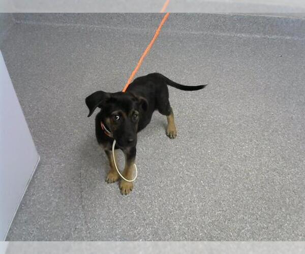 Medium Photo #1 Labrador Retriever-Unknown Mix Puppy For Sale in Pasadena, TX, USA