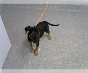 Labrador Retriever-Unknown Mix Dogs for adoption in Pasadena, TX, USA
