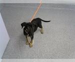 Small Labrador Retriever Mix
