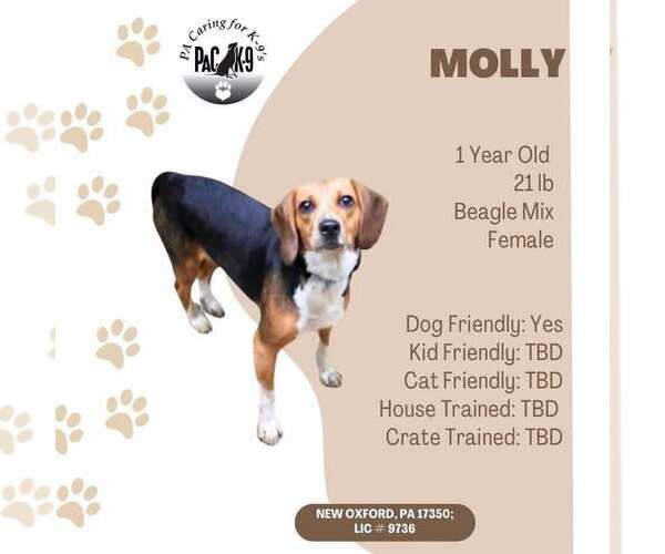 Medium Photo #1 Beagle-Unknown Mix Puppy For Sale in New Oxford , PA, USA