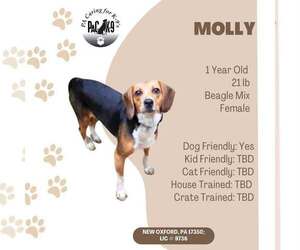 Beagle-Unknown Mix Dogs for adoption in New Oxford , PA, USA