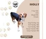 Molly - Female Beagle-Unknown Mix Dog for Adoption - Small photo