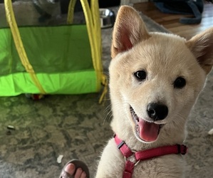 Shiba Inu Puppy for sale in ELIZABETH CITY, NC, USA