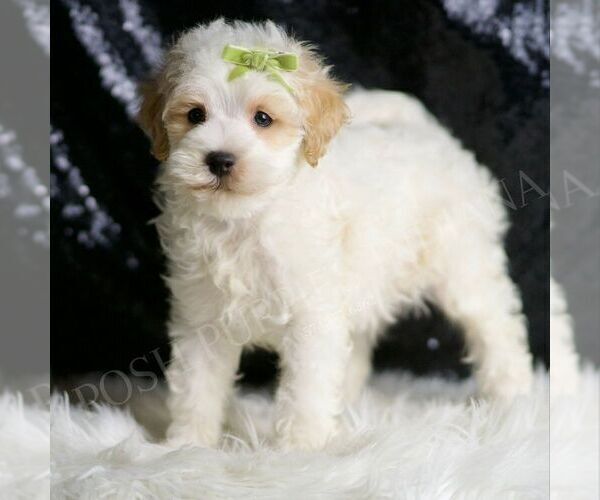Medium Photo #11 Maltipoo (Miniature) Puppy For Sale in WARSAW, IN, USA