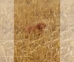 Small Photo #6 Vizsla Puppy For Sale in NEW YORK MILLS, MN, USA