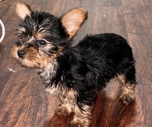 Yorkshire Terrier Puppy for sale in BROOKLYN, NY, USA