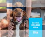Small #4 Doberman Pinscher-Rhodesian Ridgeback Mix