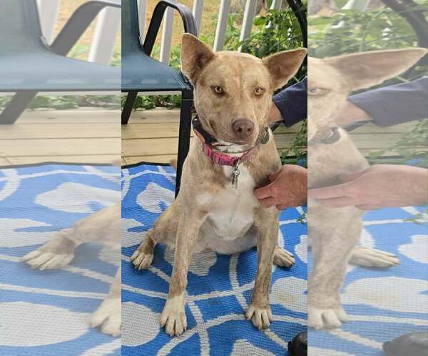 Medium Photo #3 Mutt Puppy For Sale in Scottsboro, AL, USA