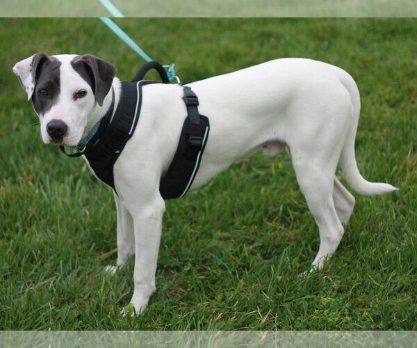 Medium Photo #2 Australian Shepherd-Weimaraner Mix Puppy For Sale in Cookeville, TN, USA