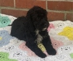 Small Photo #3 Springerdoodle Puppy For Sale in GADSDEN, AL, USA
