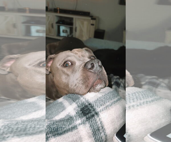 Medium Photo #5 American Pit Bull Terrier-Unknown Mix Puppy For Sale in McKinney, TX, USA