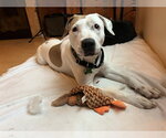 Small #4 American Bulldog Mix