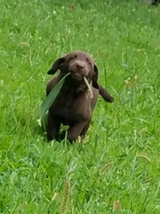 Labrador Retriever Puppy for sale in MARENGO, OH, USA