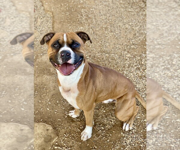 Medium Photo #16 Boxer-Unknown Mix Puppy For Sale in Austin, TX, USA