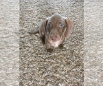 Small Photo #1 Dachshund Puppy For Sale in SIOUX CITY, IA, USA