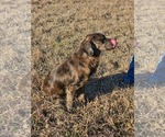Small #1 Australian Shepherd Mix