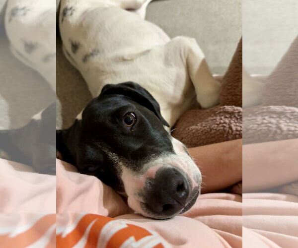 Medium Photo #8 American Pit Bull Terrier-Pointer Mix Puppy For Sale in Clinton , MI, USA