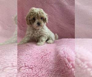 Bernedoodle (Miniature) Puppy for sale in ALPHA, KY, USA