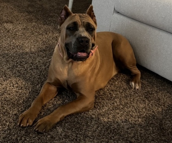 Medium Photo #1 Cane Corso Puppy For Sale in ELGIN, OK, USA