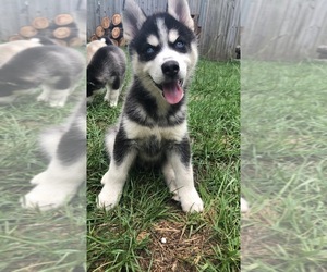 Siberian Husky Puppy for sale in FORT BRAGG, NC, USA