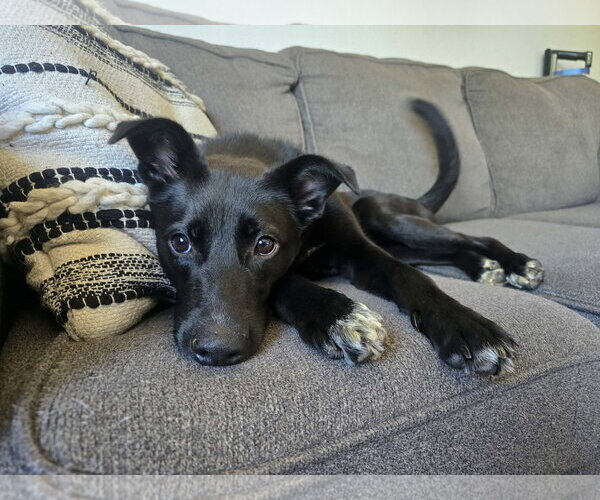 Medium Photo #4 German Shepherd Dog-Unknown Mix Puppy For Sale in Anchorage, AK, USA