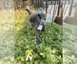 Small #7 Faux Frenchbo Bulldog