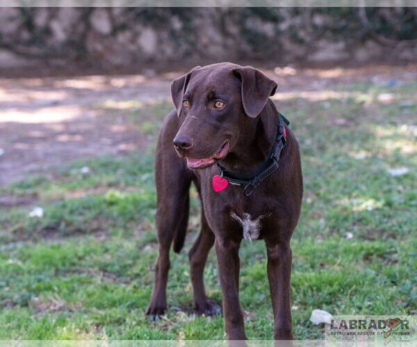 Medium Photo #3 Labrador Retriever-Unknown Mix Puppy For Sale in Clovis, CA, USA