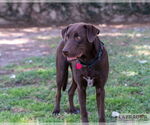Small #2 Labrador Retriever Mix