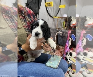 English Springer Spaniel Puppy for Sale in WAUSAUKEE, Wisconsin USA