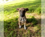 Small #1 Mutt