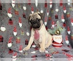 Small #5 Pug