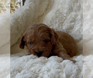 Medium Goldendoodle (Miniature)
