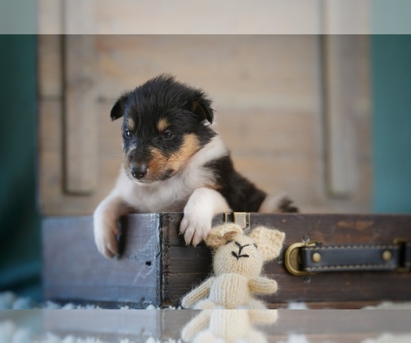 Medium Photo #7 Collie Puppy For Sale in PILOT, VA, USA