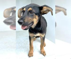 German Shepherd Dog-Unknown Mix Dogs for adoption in Houston, TX, USA