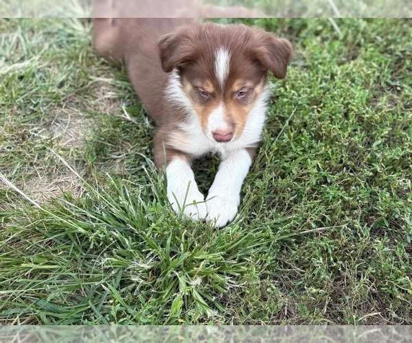 Medium Photo #11 Border Collie-Bordoodle Mix Puppy For Sale in AMES, IA, USA