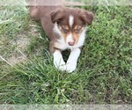Small #10 Border Collie-Bordoodle Mix