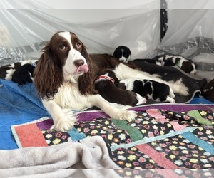 Mother of the English Springer Spaniel puppies born on 01/01/2024