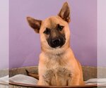 Small Photo #6 Australian Shepherd-Chihuahua Mix Puppy For Sale in Sheridan, CO, USA