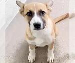 Small #1 Boxer Mix