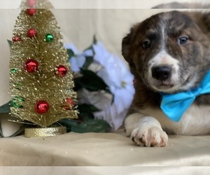 Border Collie-Unknown Mix Puppy for sale in LANCASTER, PA, USA