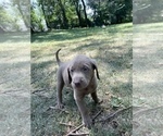 Small Photo #10 Labrador Retriever Puppy For Sale in DES MOINES, IA, USA