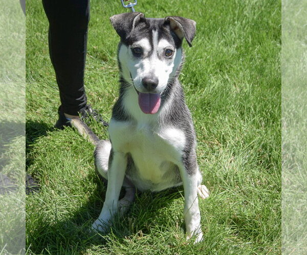 Medium Photo #3 Alaskan Klee Kai-Siberian Husky Mix Puppy For Sale in Huntley, IL, USA