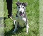 Small #2 Alaskan Klee Kai-Siberian Husky Mix
