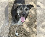 Small Labrador Retriever Mix