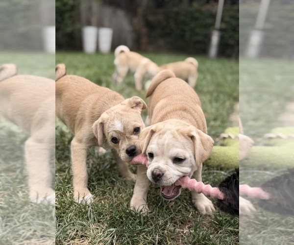Medium Photo #5 Schnug Puppy For Sale in CASTRO VALLEY, CA, USA