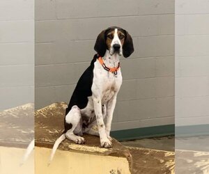 Treeing Walker Coonhound-Unknown Mix Dogs for adoption in Evansville, IN, USA