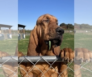 Mother of the Bloodhound puppies born on 02/12/2023